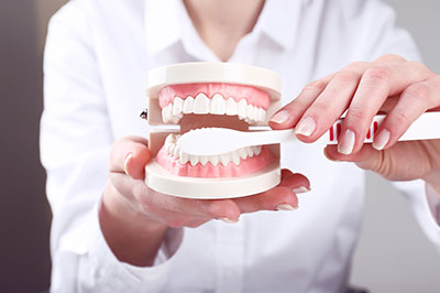 A woman s hand holding a dental model with an open mouth, showcasing a set of teeth and gums.